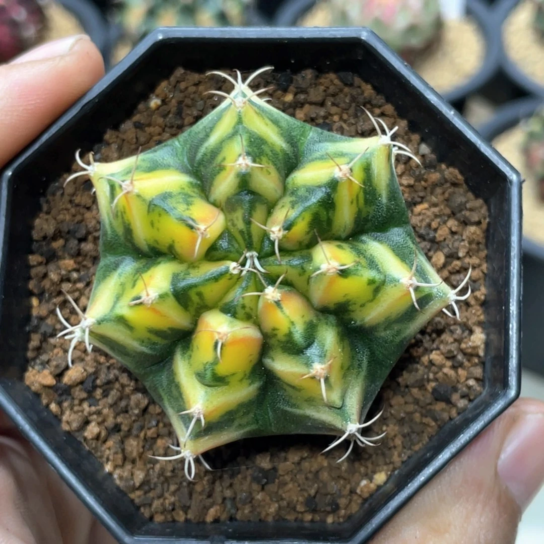 当前无花朵，栽培后可花朵三角V背锦