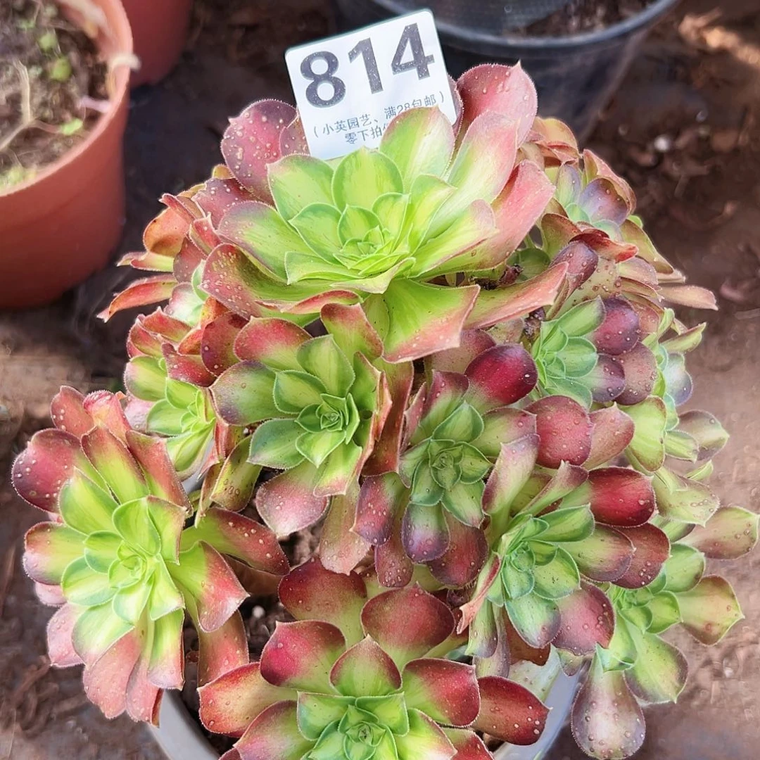 老桩韶华814多肉植物