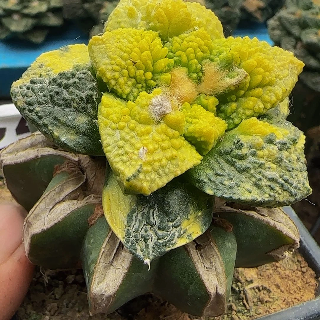 龟甲锦733仙人球开花