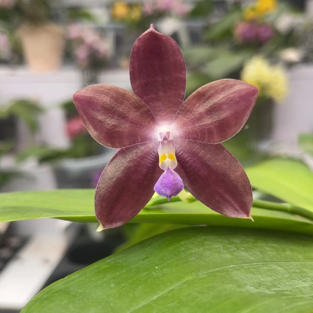 完全开放2088 5寸三梗 蓝海星 一物一拍