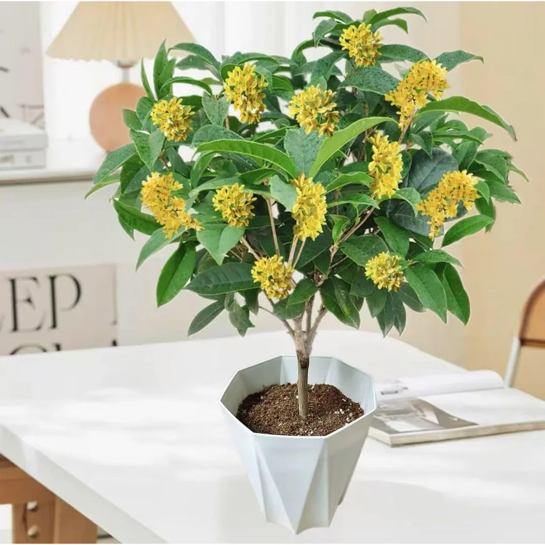 【新疆包邮】四季桂花净化空气室内花卉四季开花