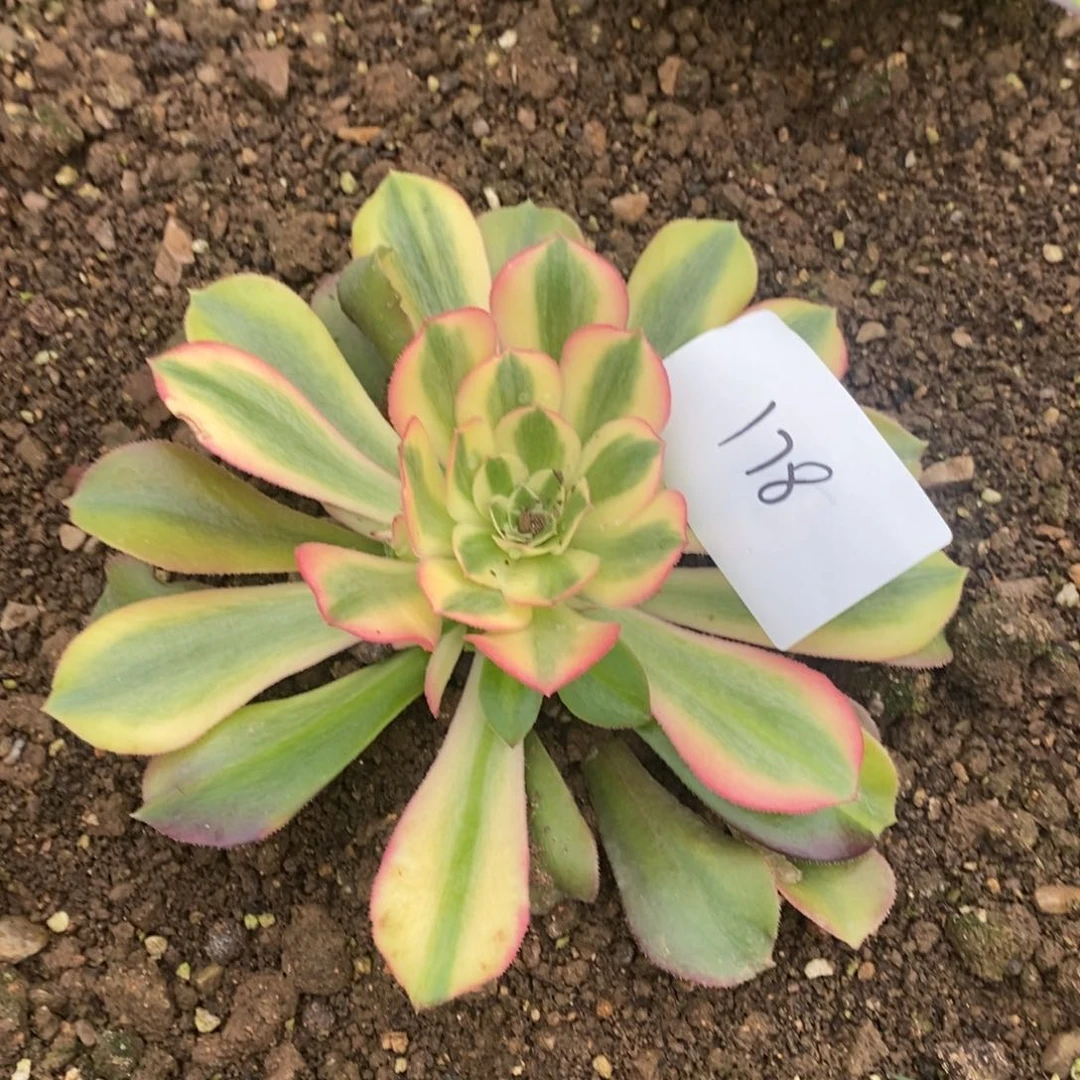 178绍修锦多肉植物