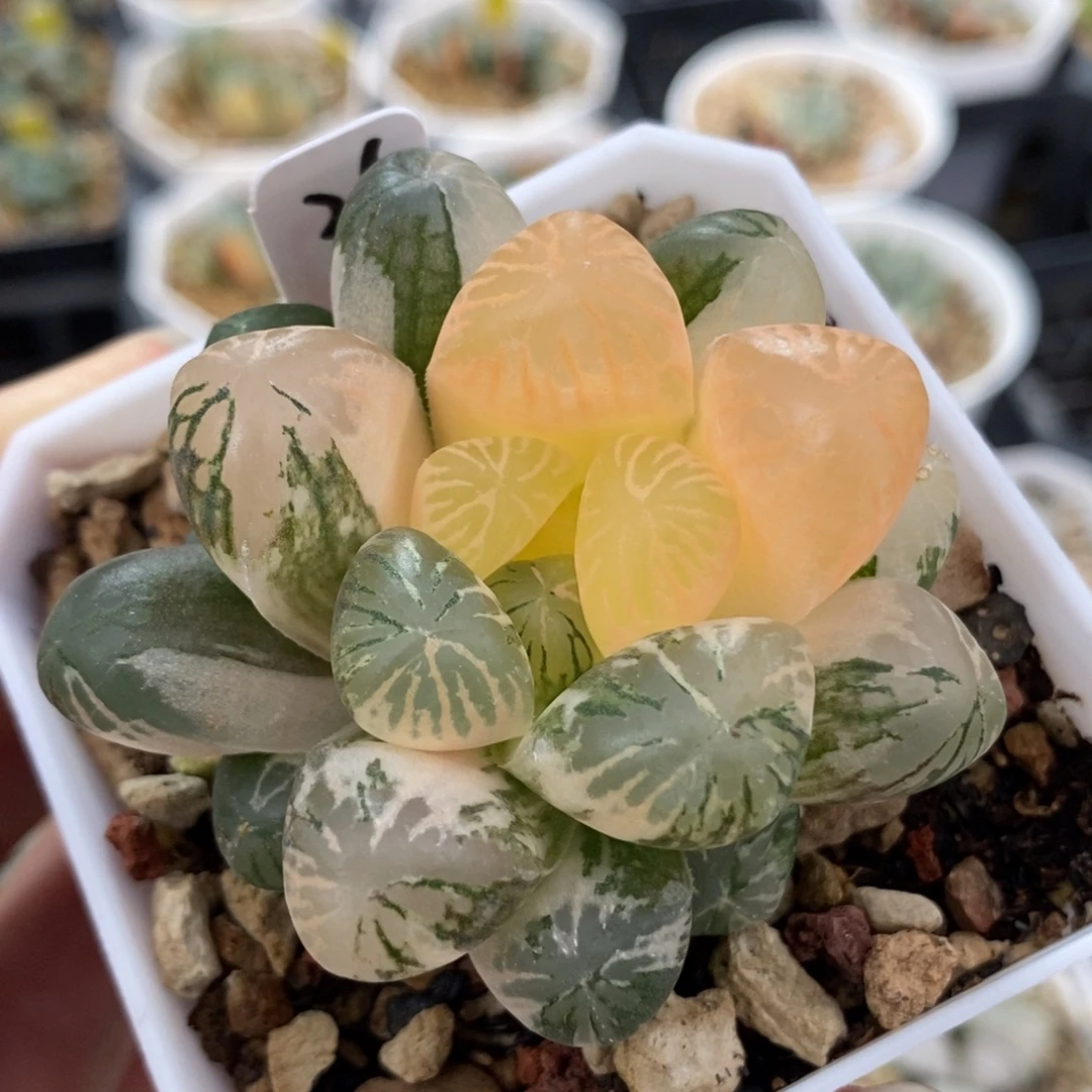 26塑料皮玉露锦一物一拍