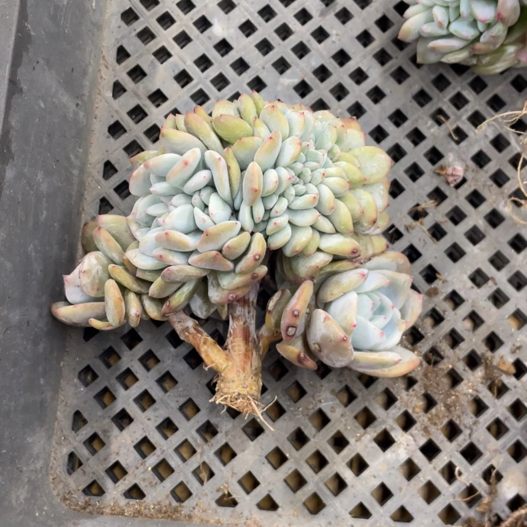 石榴子星影缀化小树底切繁殖