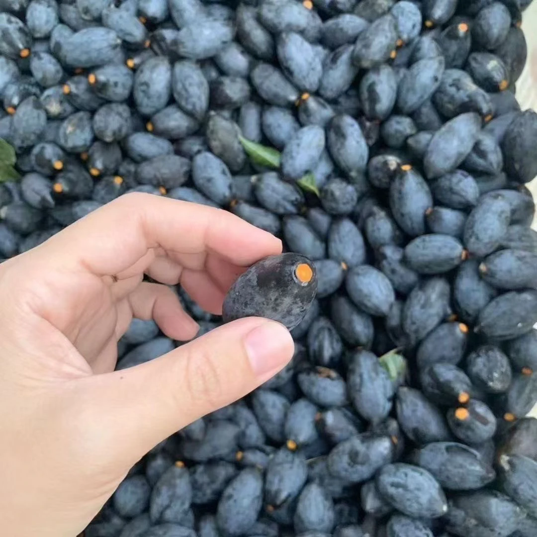 潮汕新鲜现摘黑橄榄乌油榄香榄当季应季水果