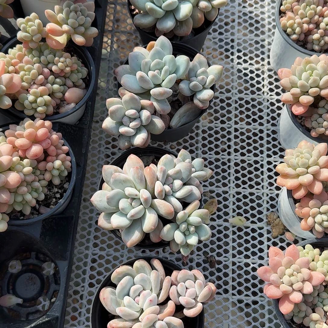 香水三头多肉植物