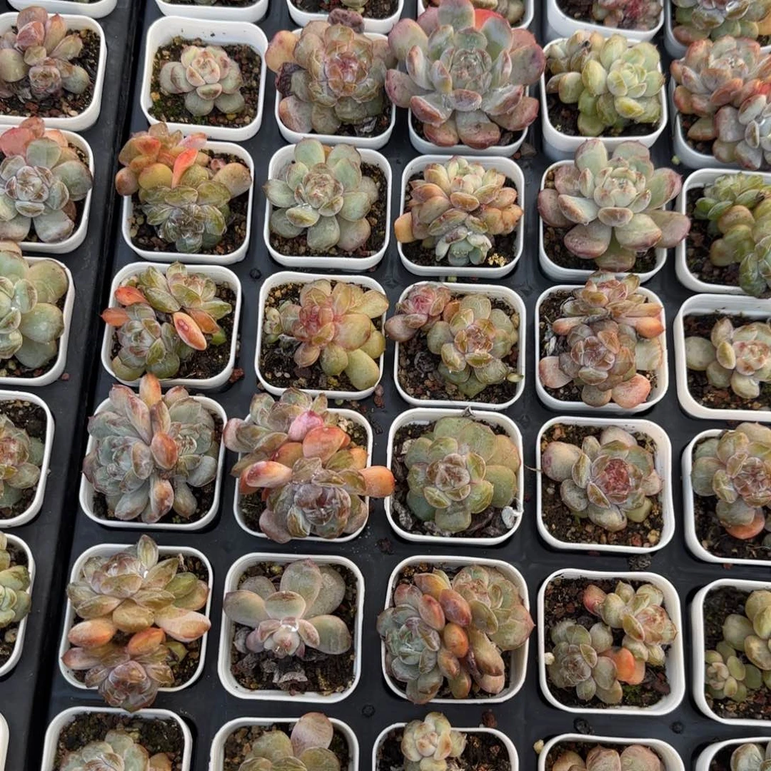 48个红恋盆满20包邮