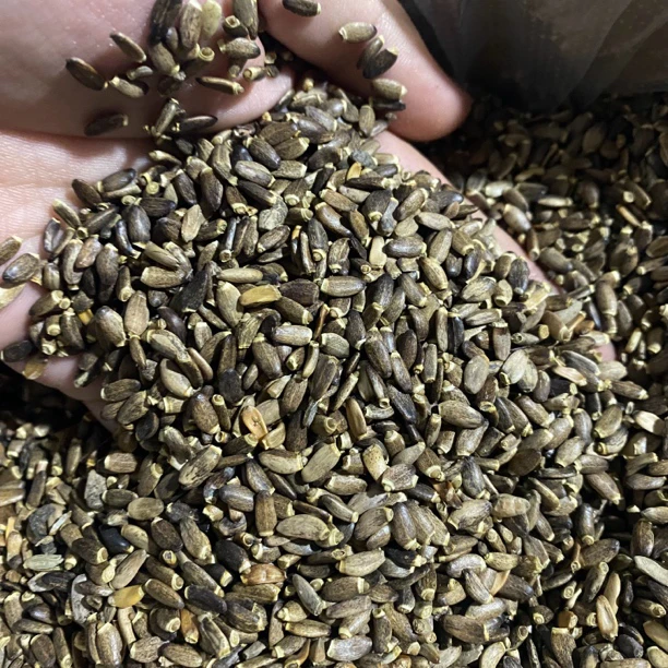 【静静收山货】水/飞/蓟 土特产 净含量250g起