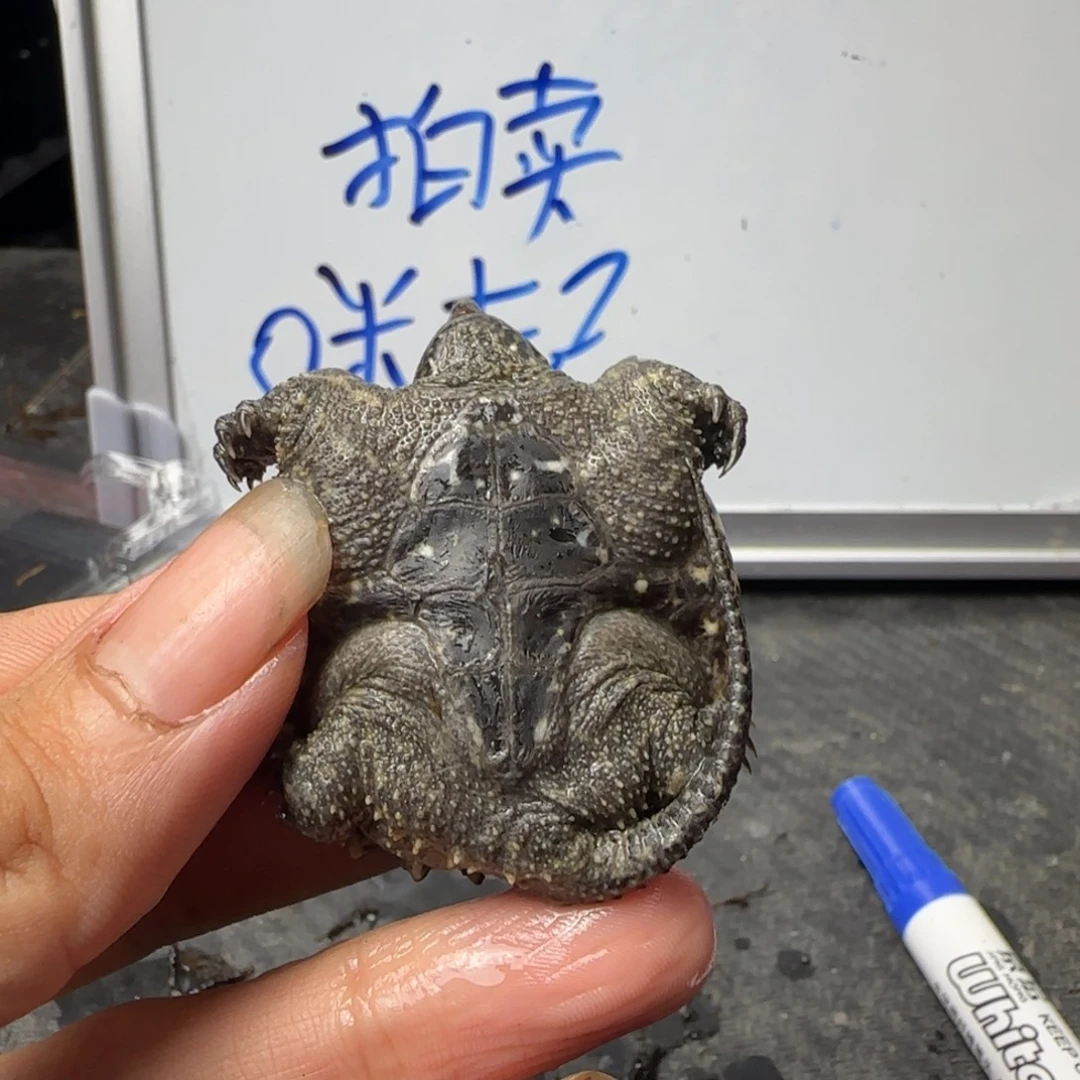 小鳄龟不分公母The