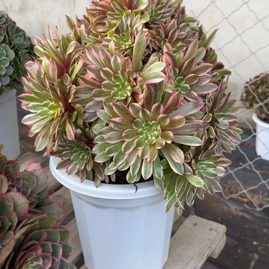 无***1花好月又圆202515