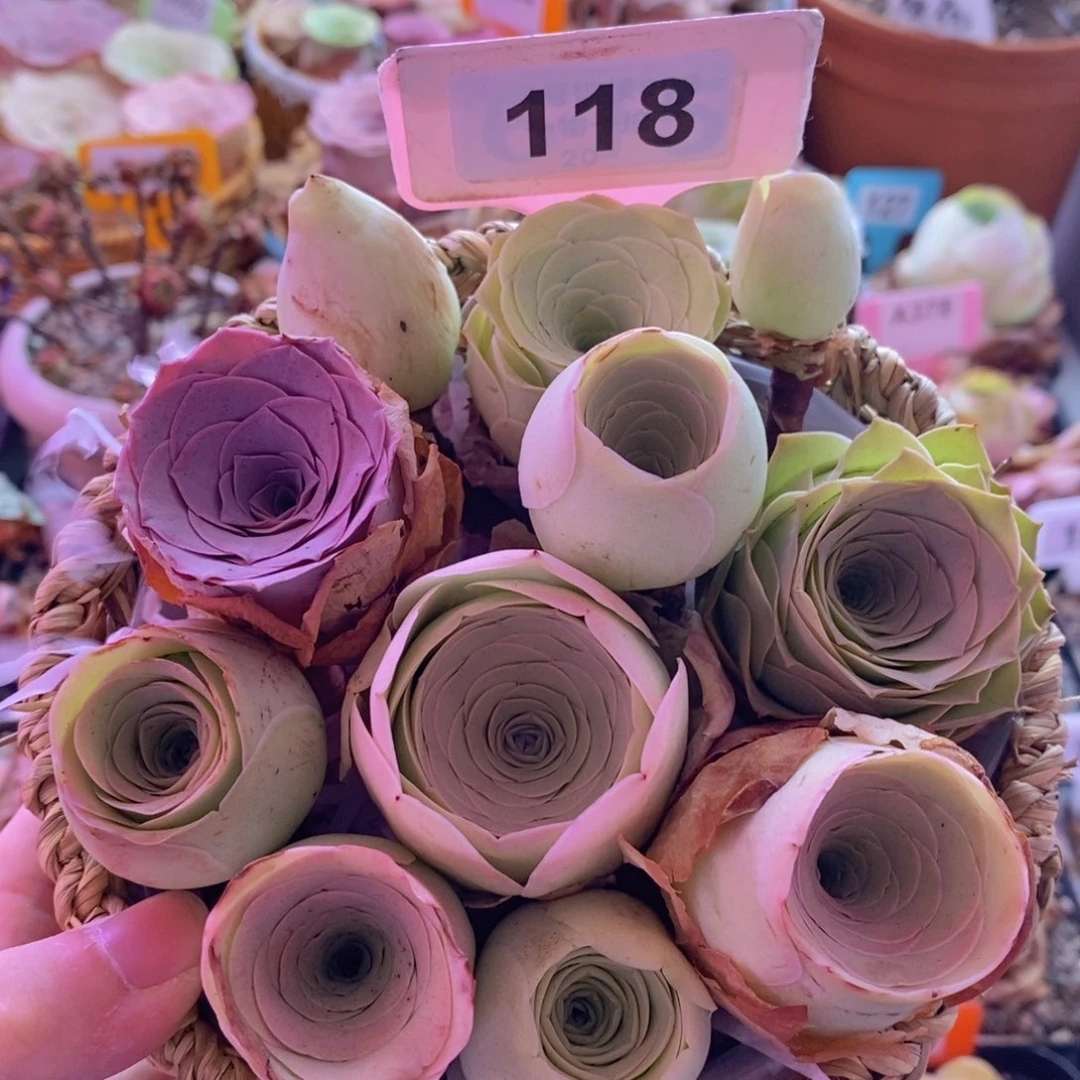 山地玫瑰一物一拍118