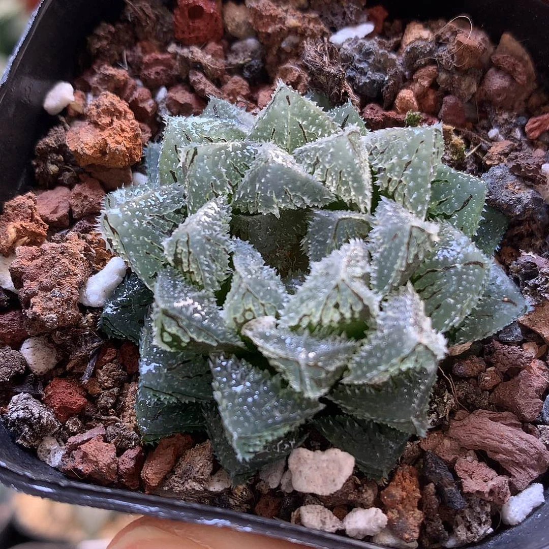 魔刺满18包邮带盆土