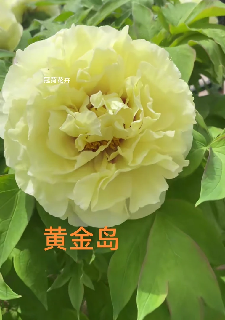 【黄金岛】日系牡丹花苗芍药根嫁接苗