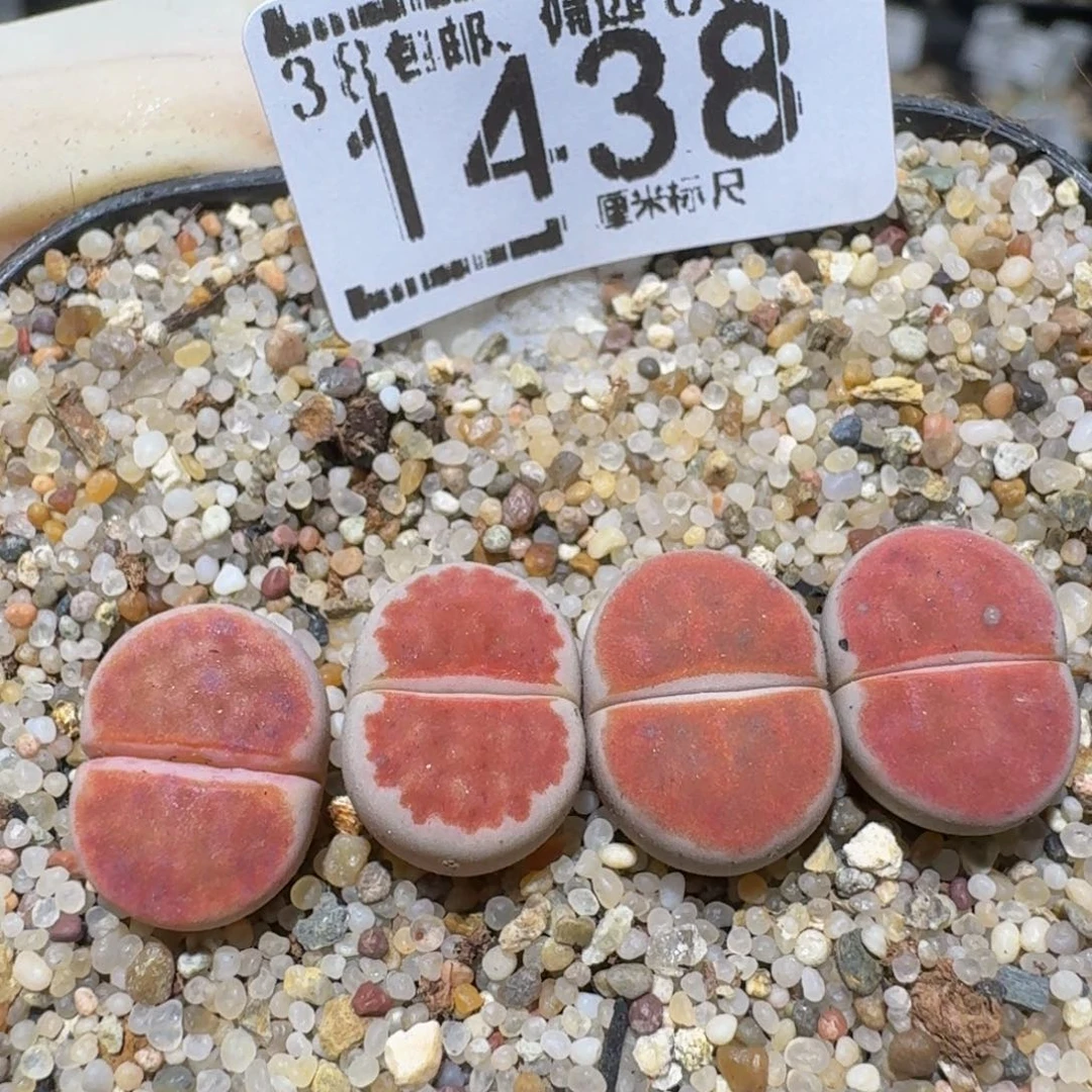 Zzzz精品生石花1438