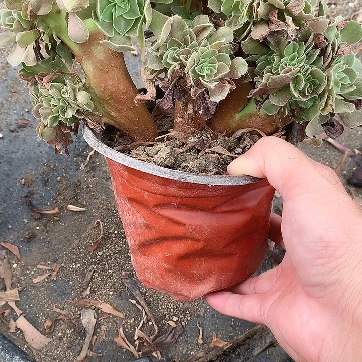 436玫瑰缀化多肉植物