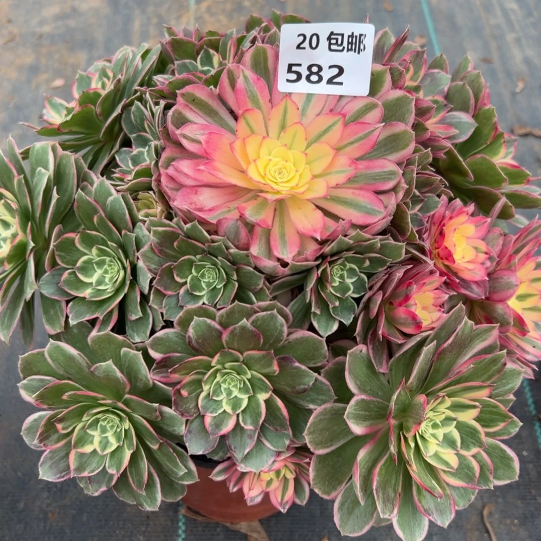 582青禾，满20包邮嘟叮熊