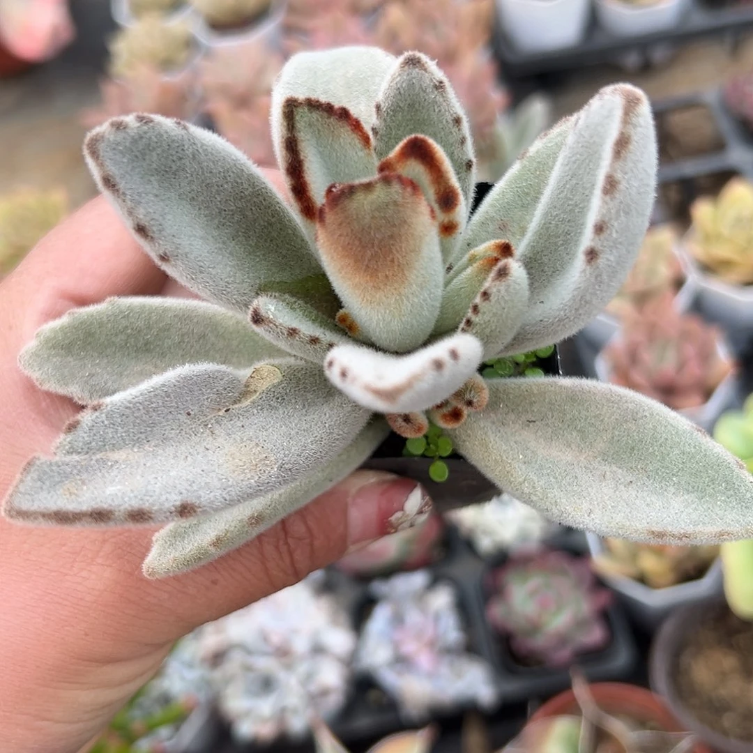 多肉植物多肉植物