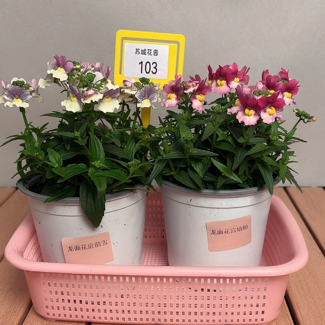 大部分开放少量花苞103