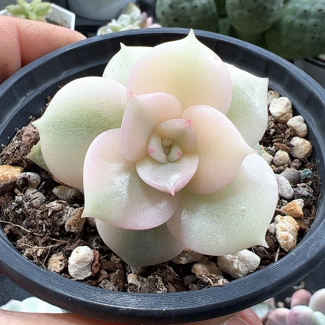 贝加尔湖锦  小方花圃一物一拍