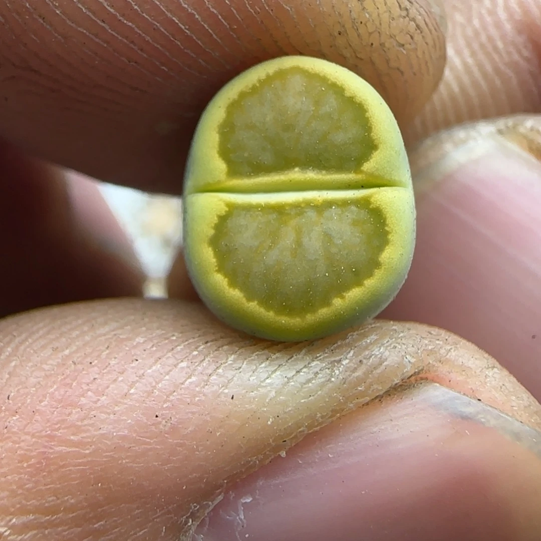 565 生石花大棚直播