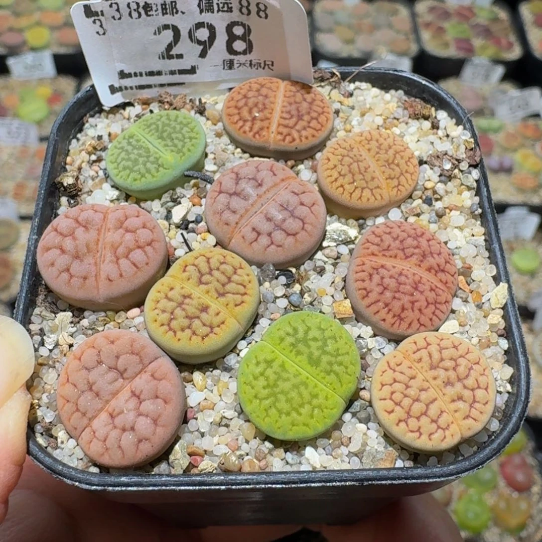 Ssss精品生石花298