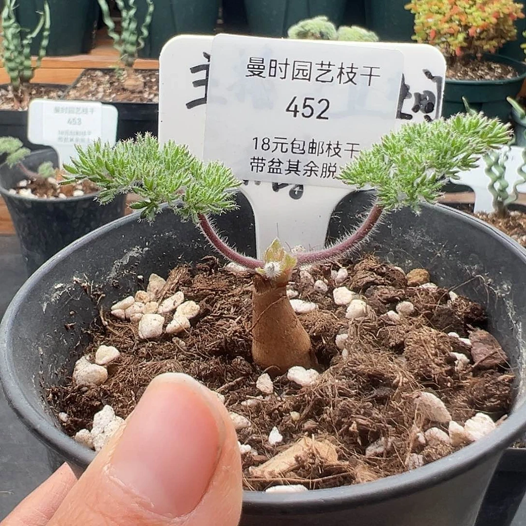 452号枯木洋奎12.13多肉