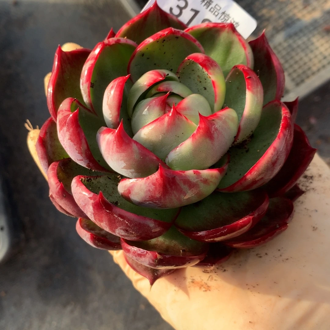 3185一物一拍16.8，10厘米