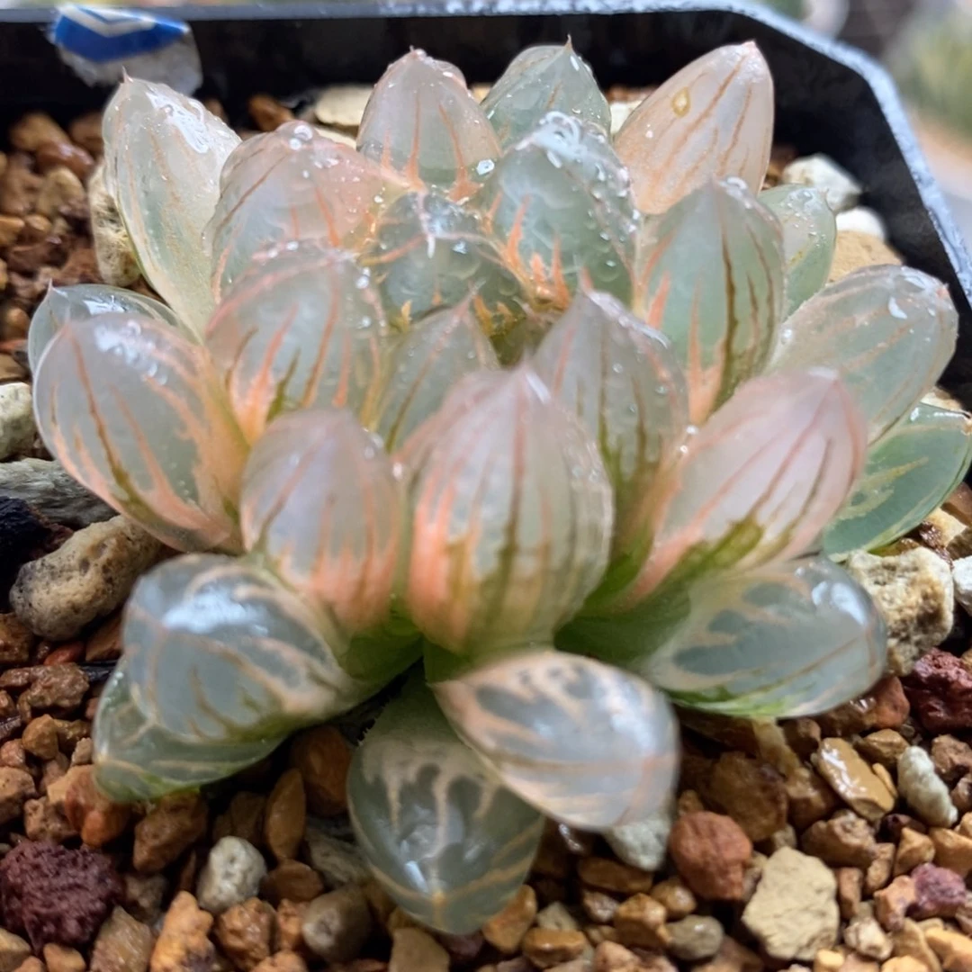 794糊斑霓虹灯玉露锦