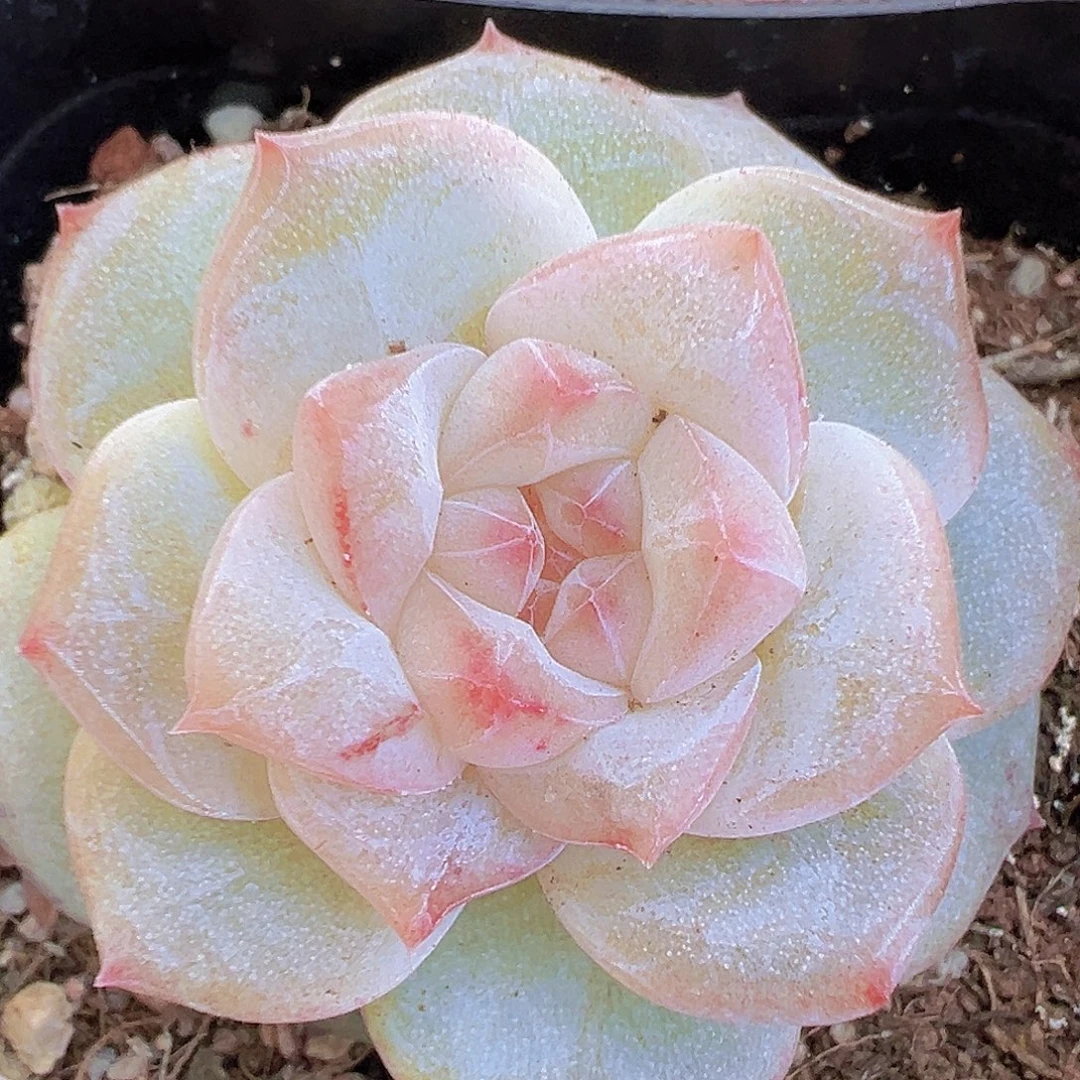 冰钻19包邮多肉植物