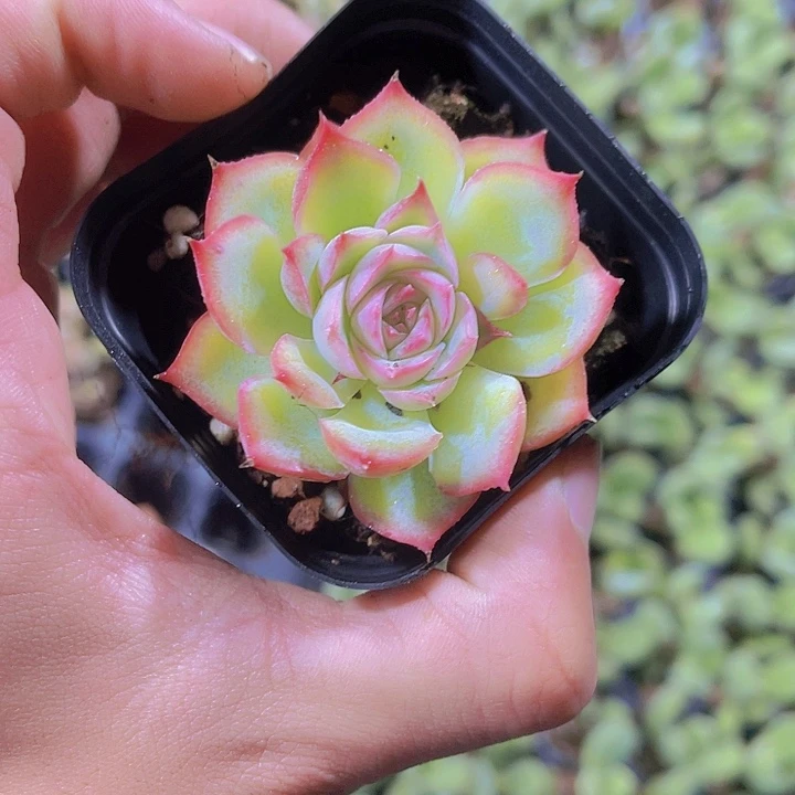 侧影带盆土发满9.9包邮