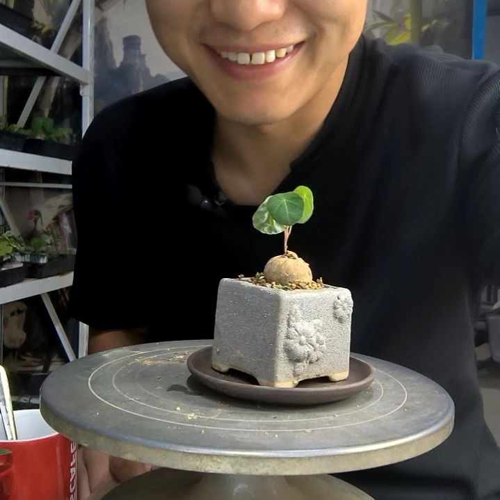 遵**心中青园艺一物一拍157