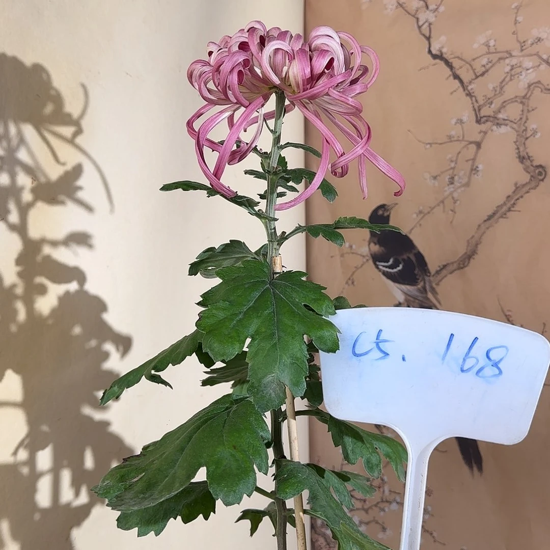 全部花朵C55555555