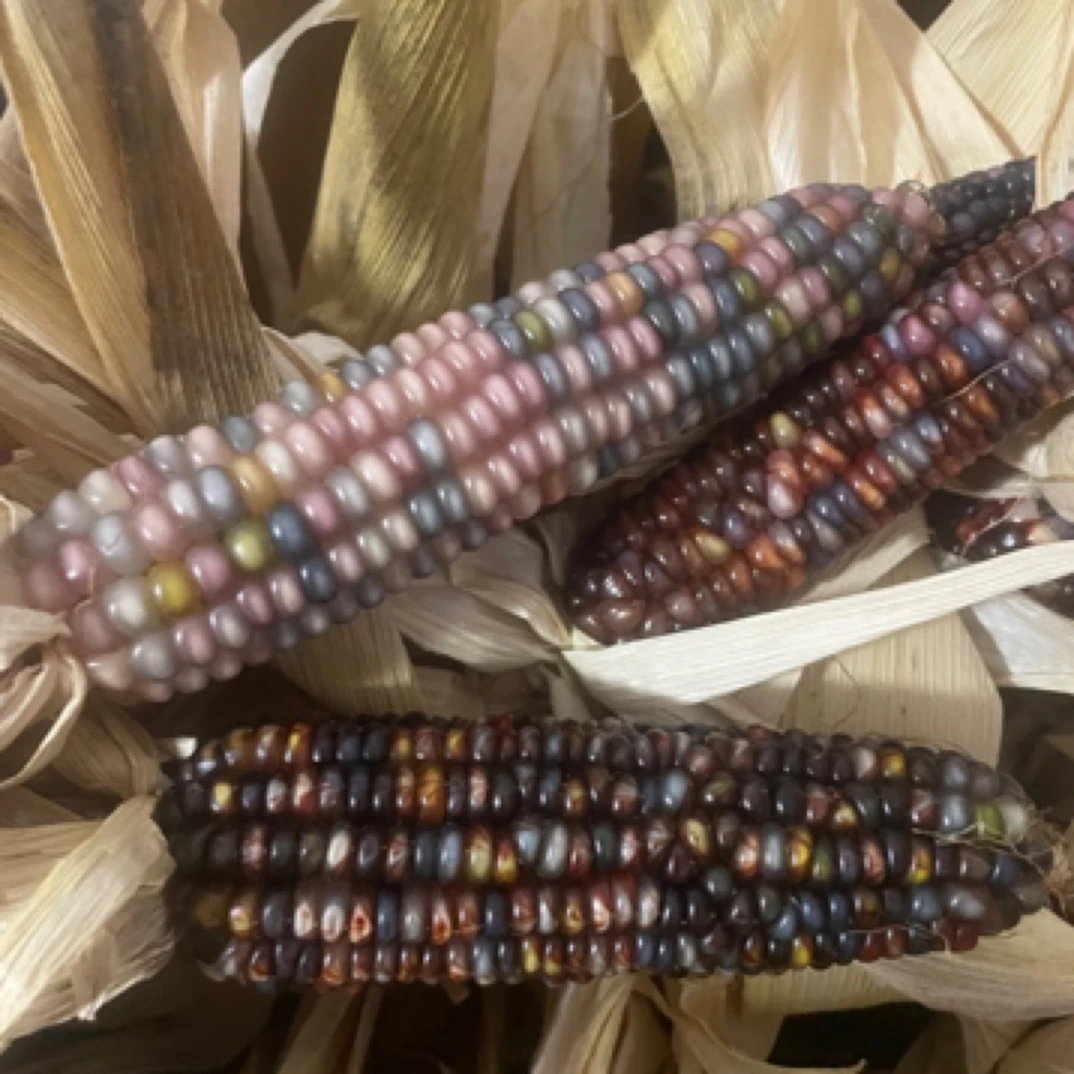 文玩玉米一物一拍