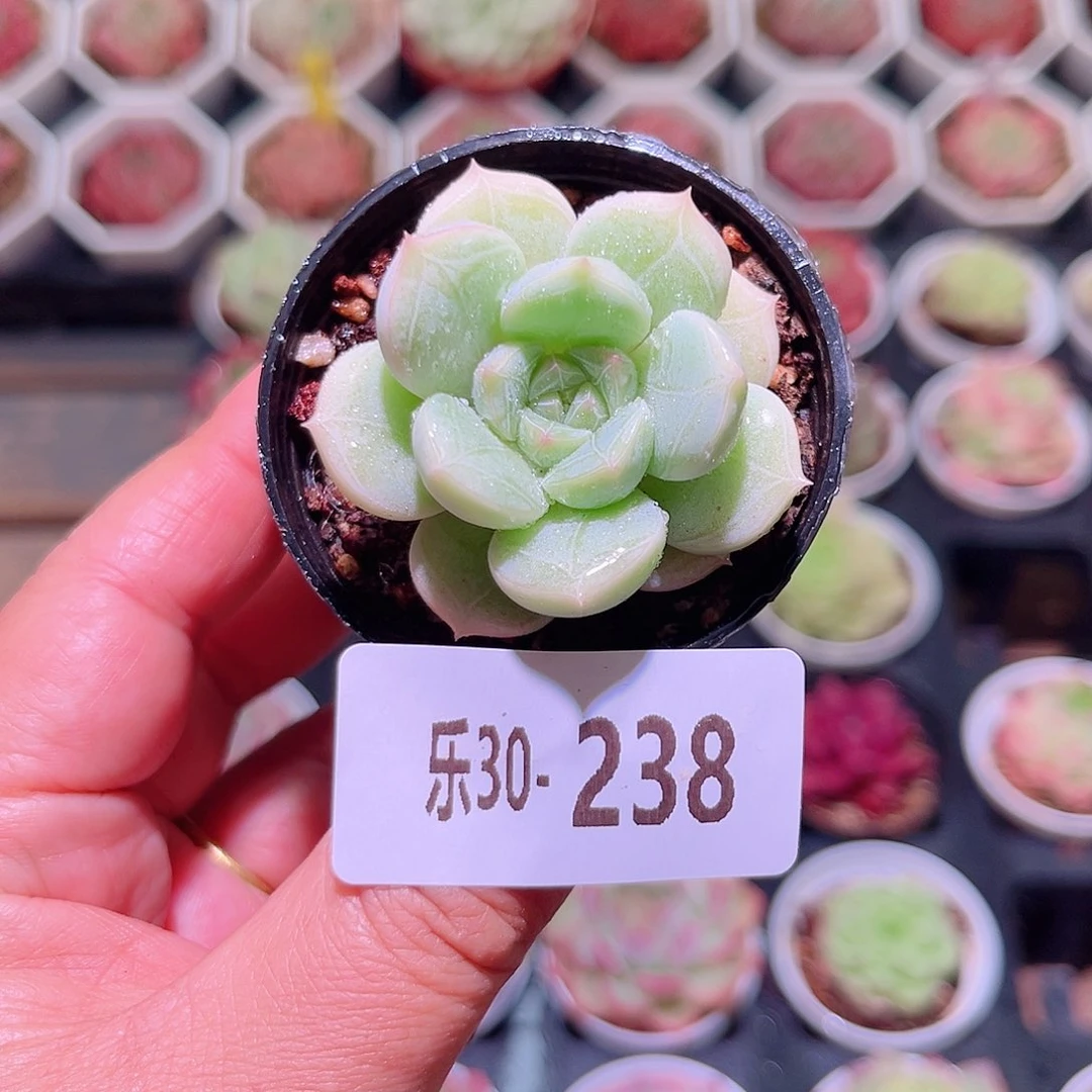 乐然30-238 新品单头