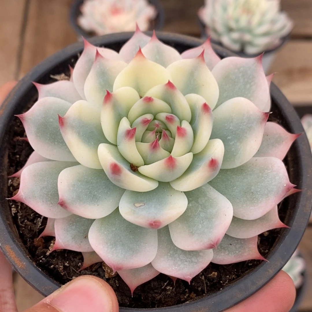 吉娃娃锦多肉植物9137