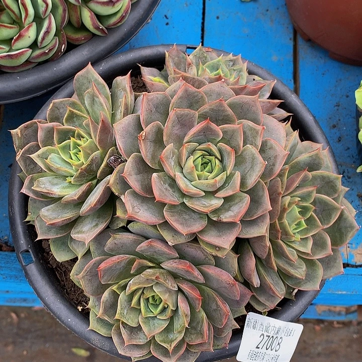 用***6红玫瑰27008多肉多肉