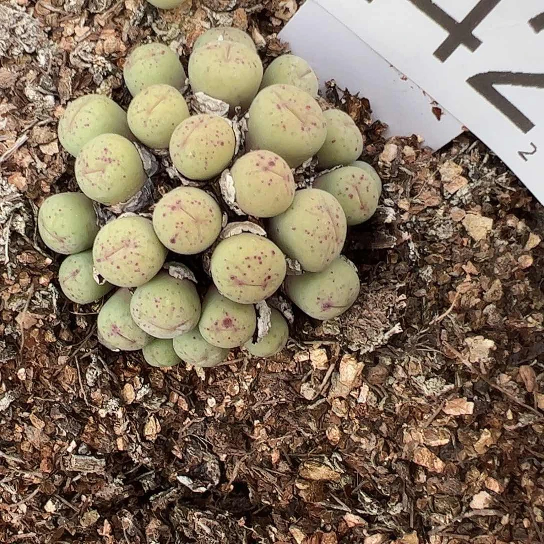 0000442 一物一拍脱土发……