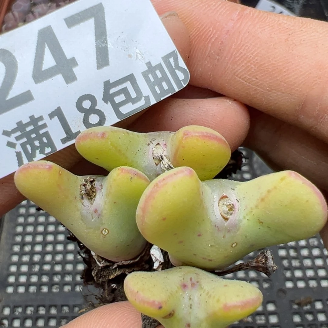 【闪购商品】247……