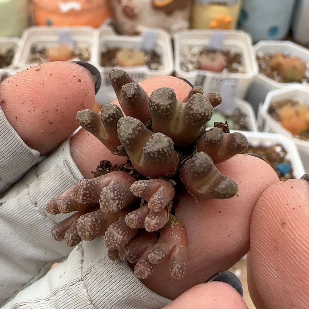 爱***猫2。23。7025。火柴。2