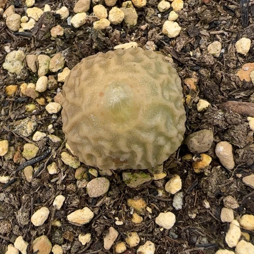 专***属超烧多肉植物一颗