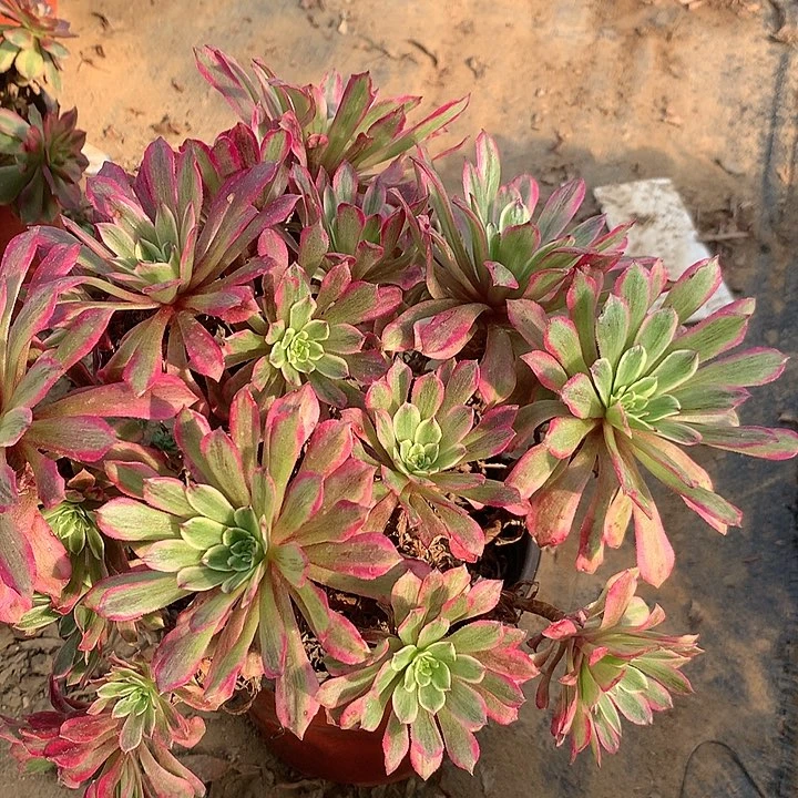 多肉植物粉瑕62号