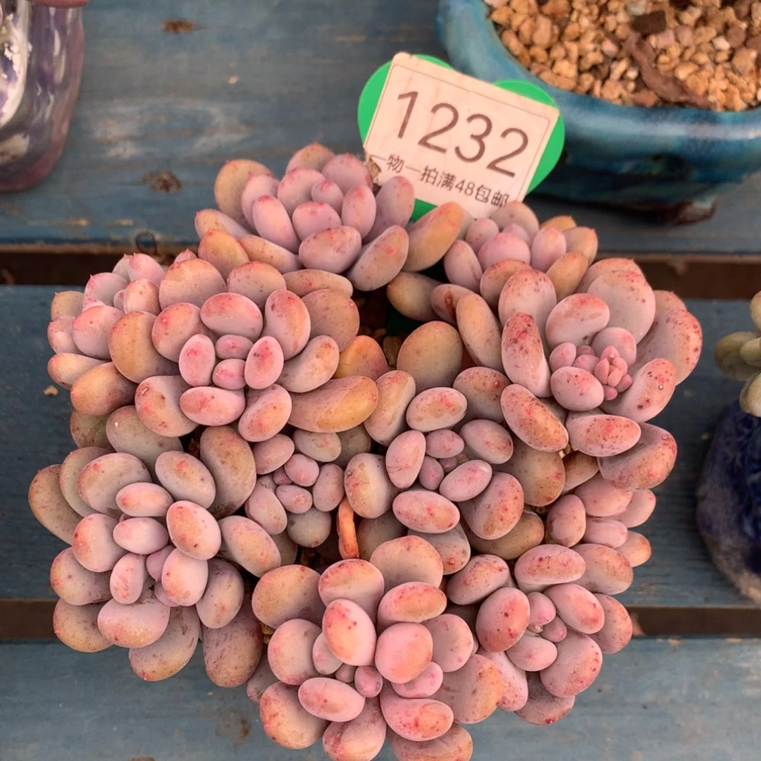 香香雪无砍平头1232