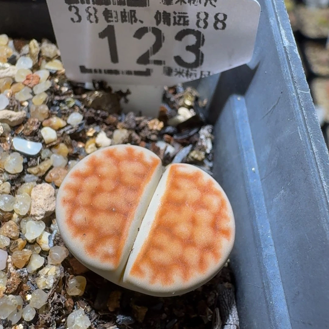 Sssss精品生石花123
