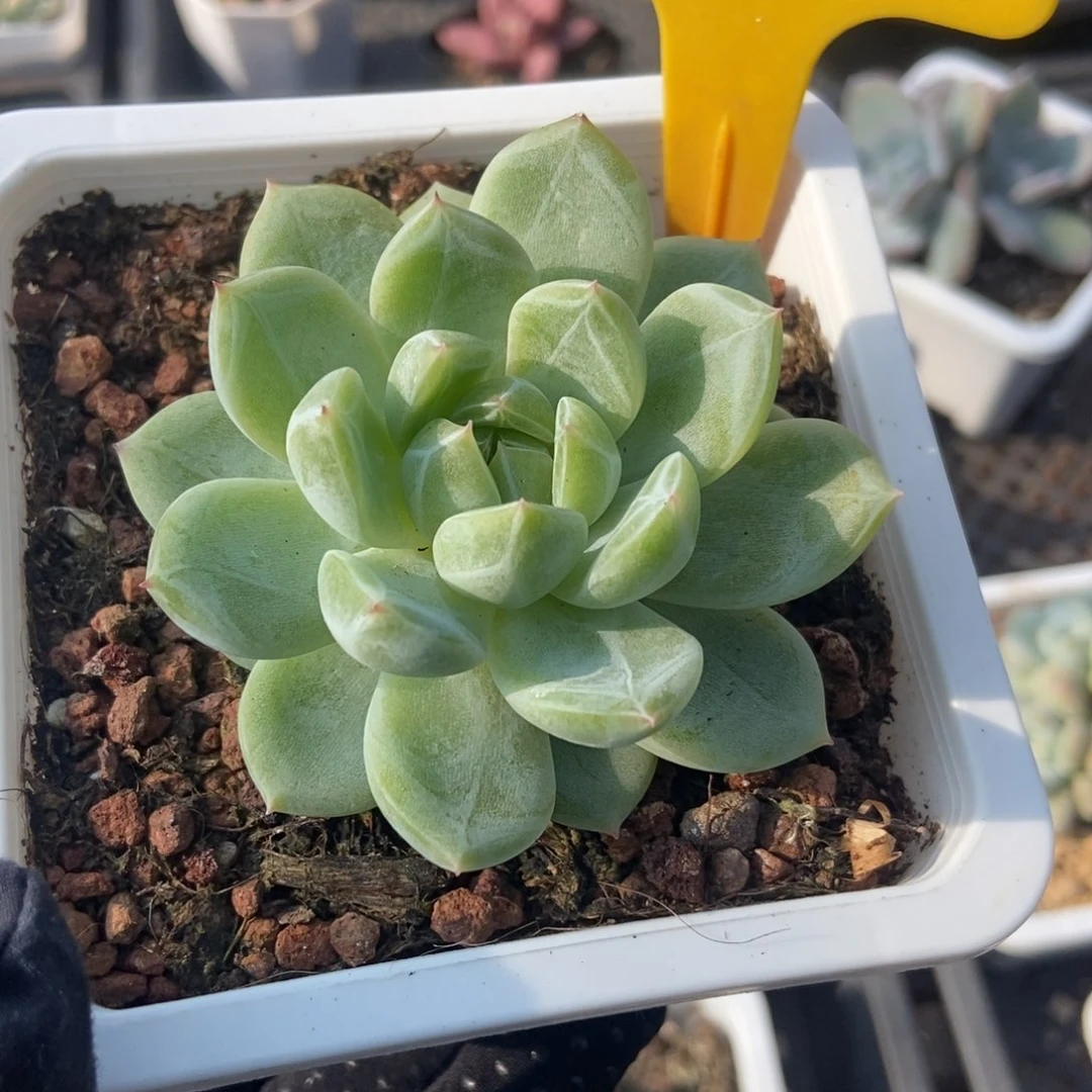 1934雪花珍妮多肉植物保护研究所
