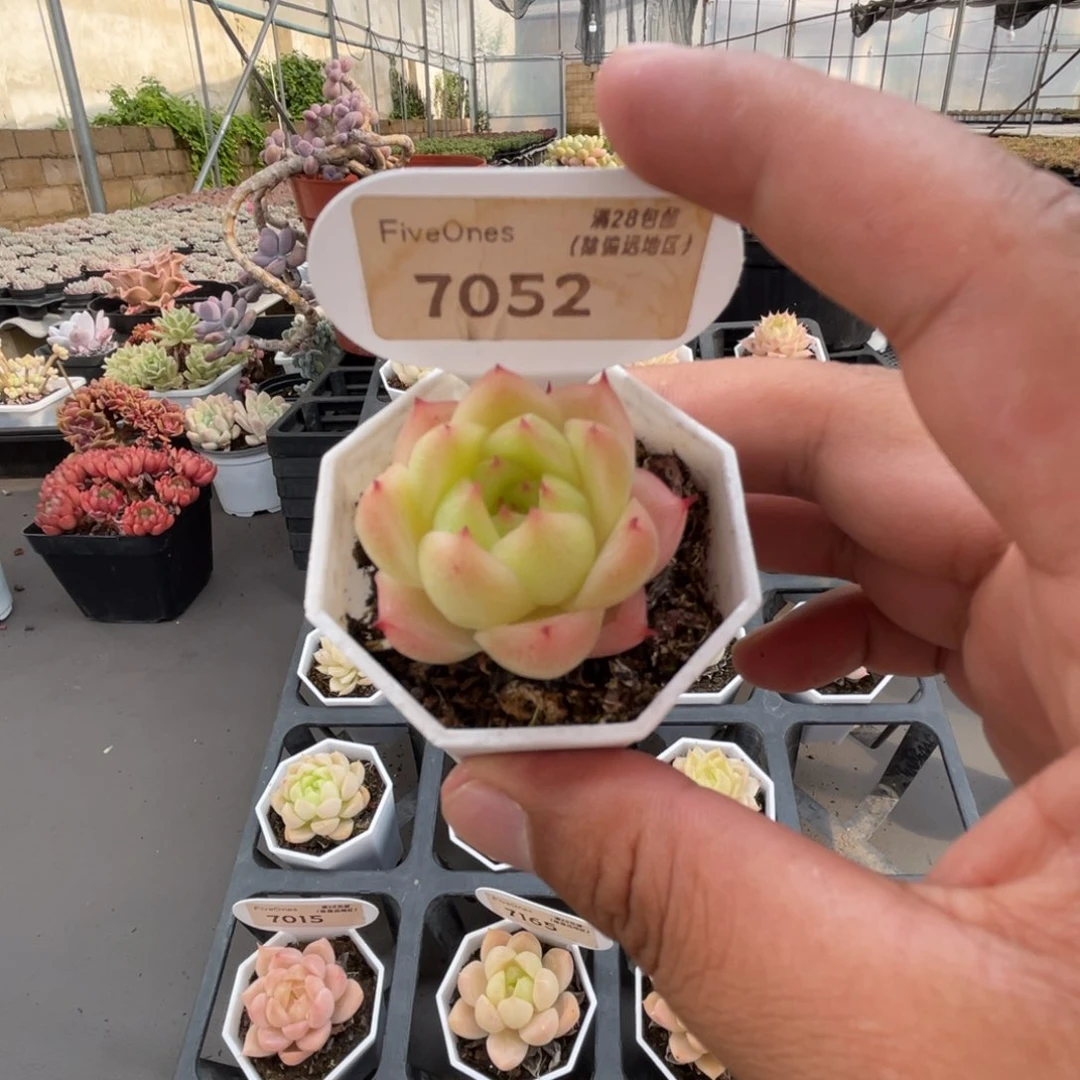 7052 麦秆3.5厘米