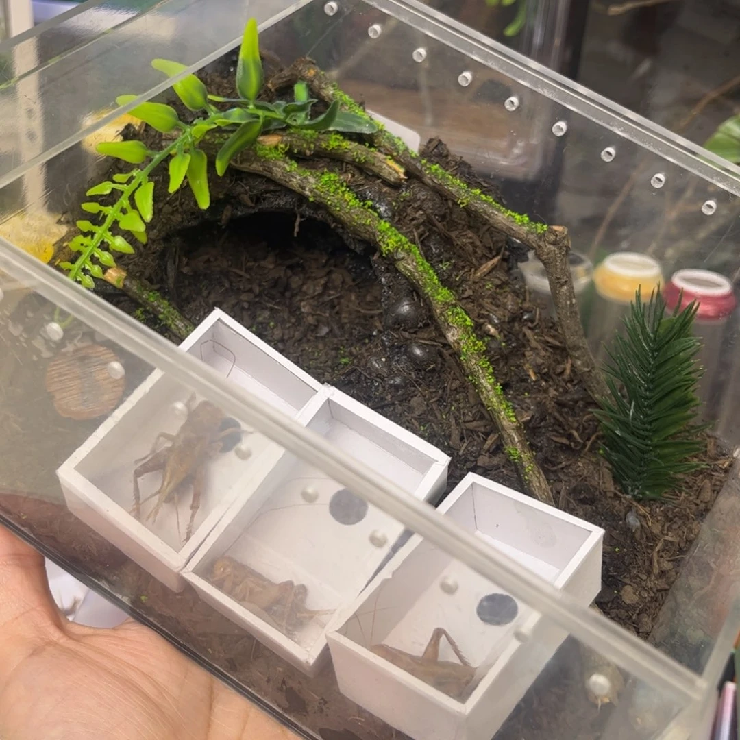 生态箱➕3只油葫芦拍拍拍