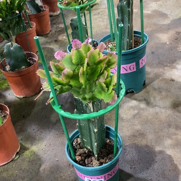 大部分花苞少量开放300嫁接037