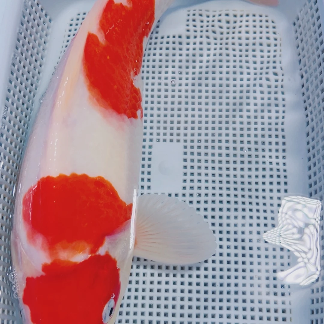 海水鱼锦鲤冷水173