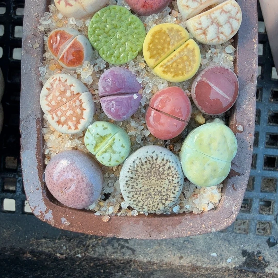 就能使皮肤保持年轻化481