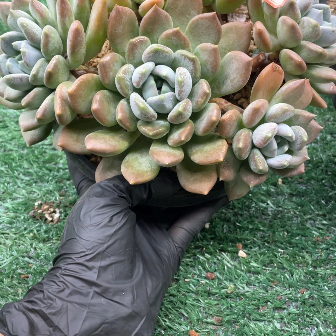 120一起一一拍一拍